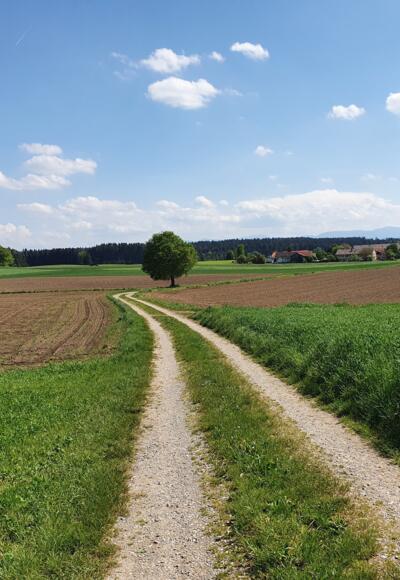 Weg von Schonstett nach Gunzenham