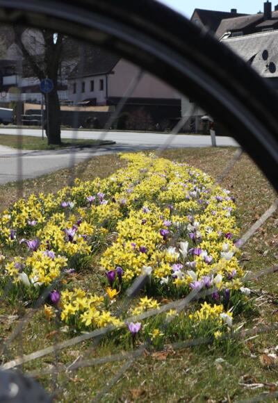 Frühlingsblumen