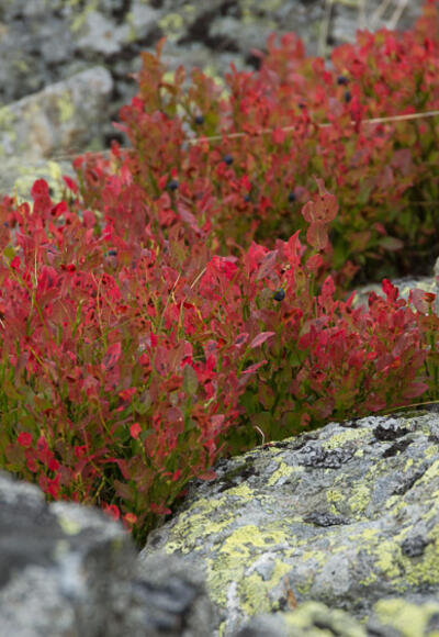 Herbstkraut am Wegesrand.