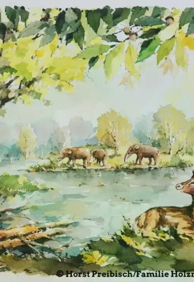 Oberbergkirchen Urwald/ Audioguide Locandy