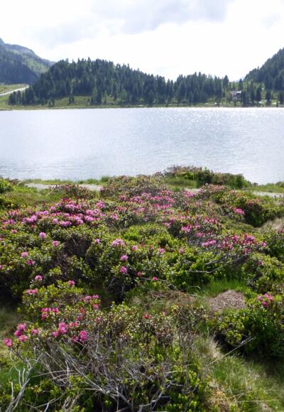 Blick zurück zur Zeit der Almrosenblüte