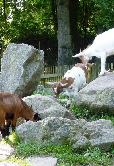 Streichelzoo im Stadtpark