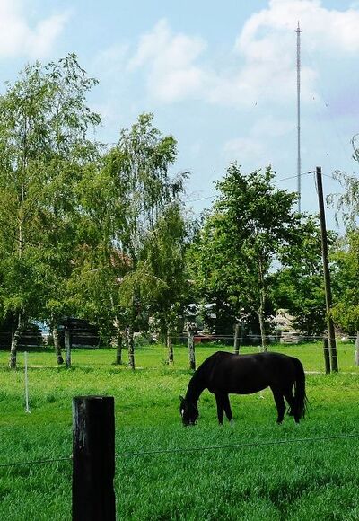 Pferde im Moos