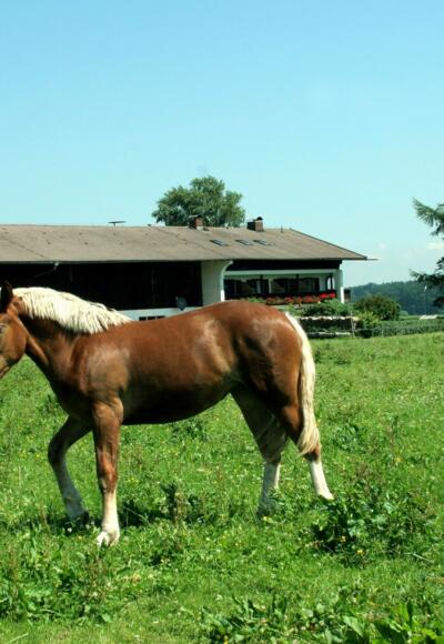 Gestüt bei Dürnbach