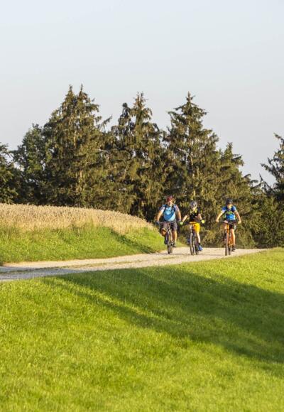 Radfahrer im Holzland