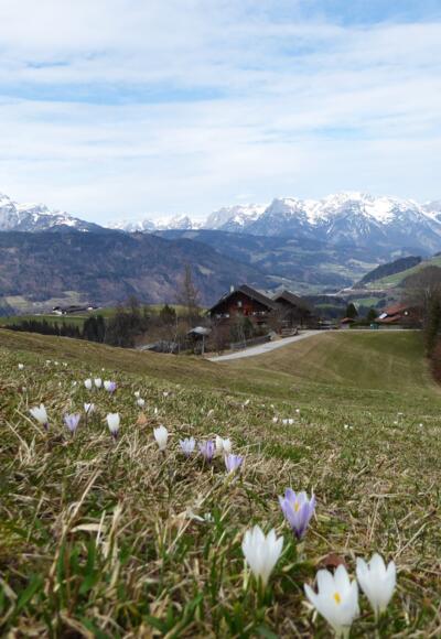 Frühlingsboten vor dem Hof Loipfer.