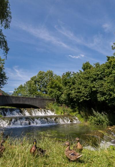 Idylle am Stadtweiher Riedenburg