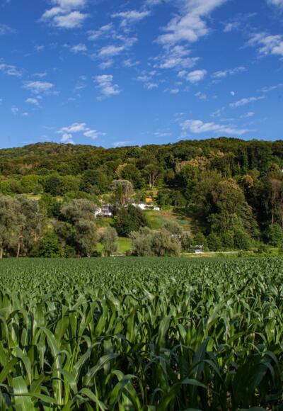Blick Plesching zum Pfenningberg