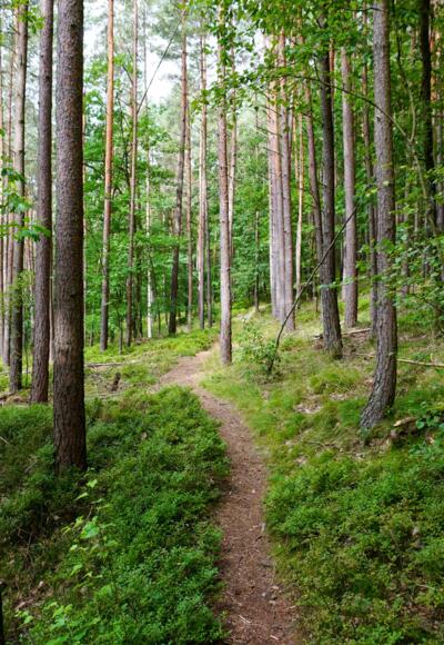 Rundweg Muppberg