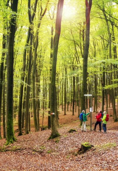 Buchenwald zwischen Heimathenhof und Volkersbrunn