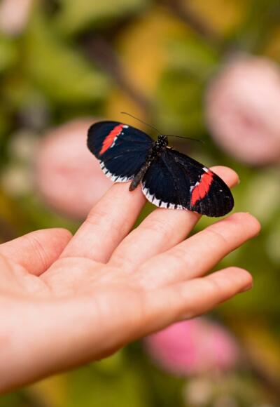 Kind mit Schmetterling auf der Hand