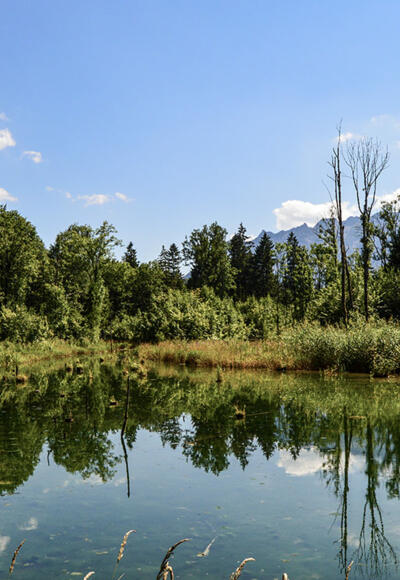 Die Marzoller Au : Auwaldrest