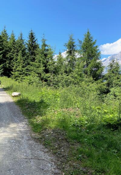 Ein gut fahrbarer und nicht zu steiler Güterweg führt hinauf zur Pfaffenhofer Alm.
