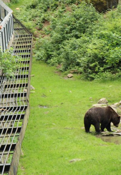 Tier-Freigelände im Nationalparkzentrum Lusen