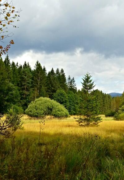 Bohlensteg im Großen Filz