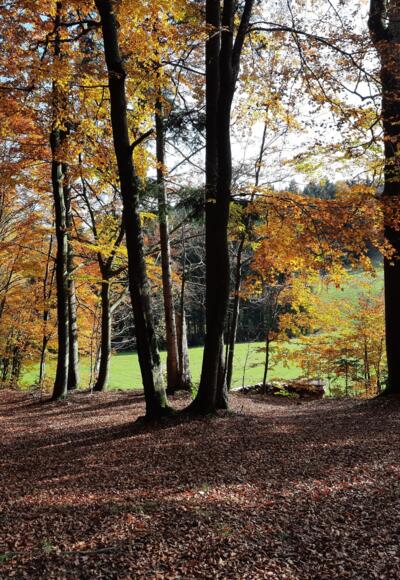 Wanderweg Dachs