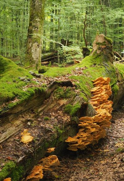 Urwald-Reliktgebiet Mittelsteighütte