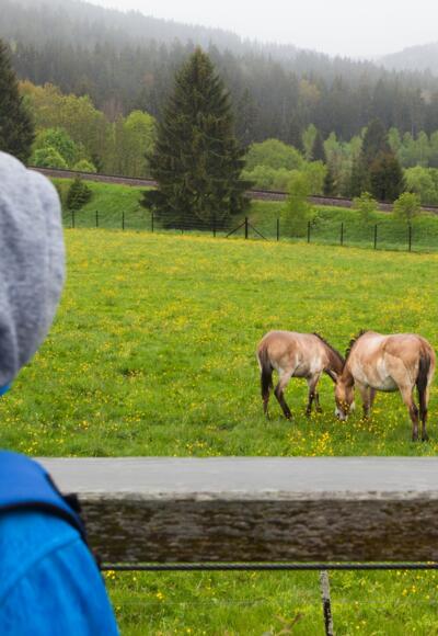 Wildpferde beim Haus zur Wildnis