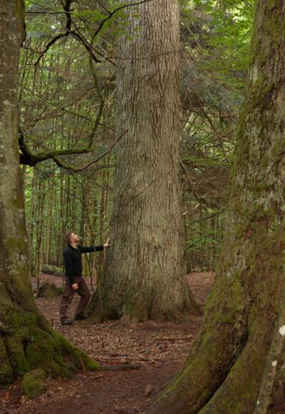 Urwald Hans-Watzlik-Hain
