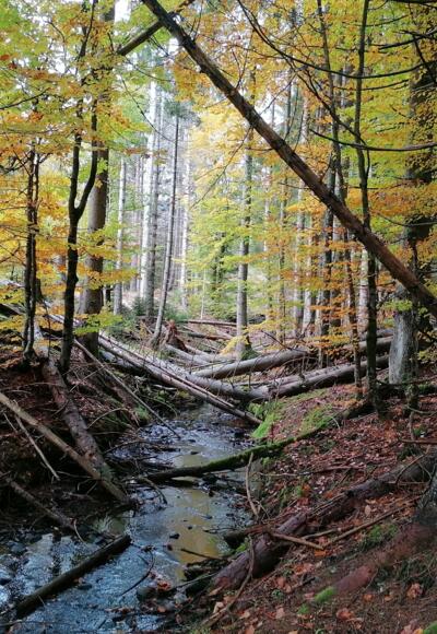 Wanderweg Hirschgeweih