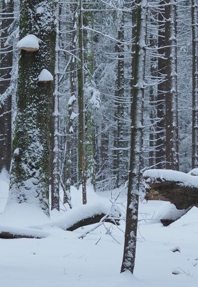 Winterwald