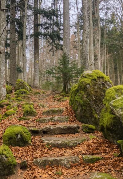 Am Rundweg Bockkäfer