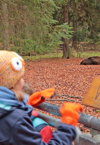 Aussichtskanzel am Wisentgehege im Tier-Freigelände @ Gregor Wolf
