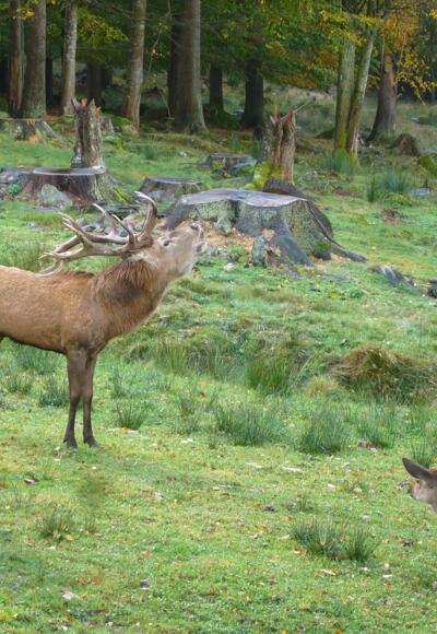 Rotwild im Hirschgehege Scheuereck