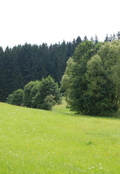 Petersbergrunde