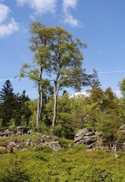 Hochberg (1025 m)