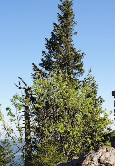 Großer Falkenstein