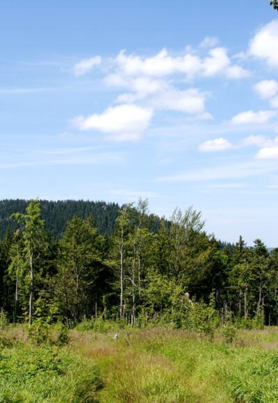 Weg zum Reischflecksattel mit Schwarzeck