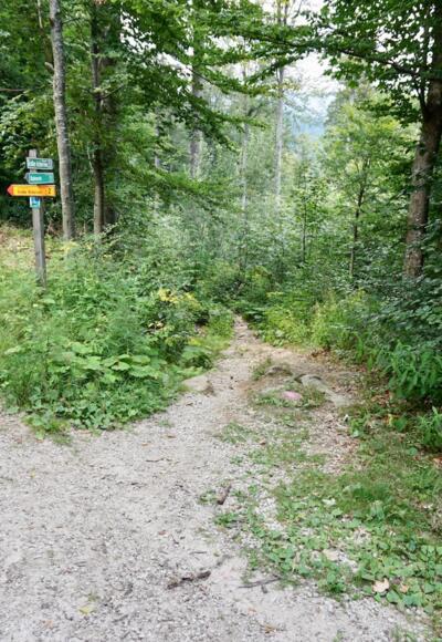 Abzweigung rechts vom Forstweg zum Pfad zum Großen Arbersee