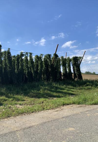 Hopfen zwischen Oberlauterbach und Hüll