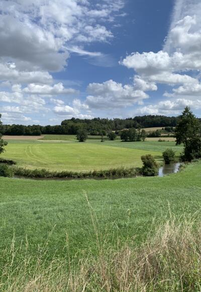 Störche auf Wiese mit Ilm zwischen Hettenshausen und Ilmmünster