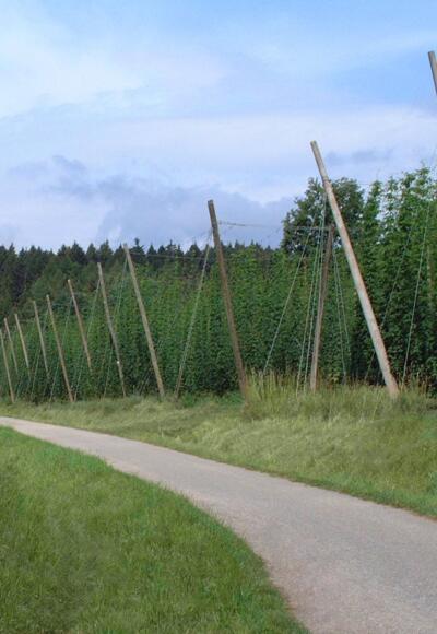 Hopfenlehrpfad Wolnzach