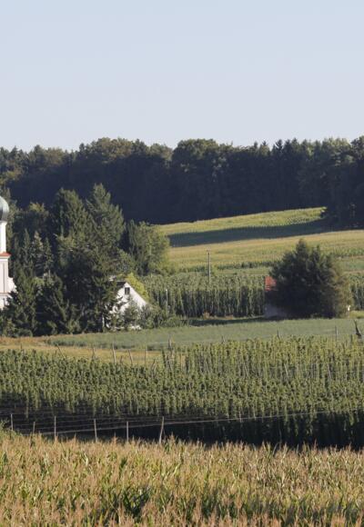 Kirche Lohwinden inmitten von Hopfenfeldern