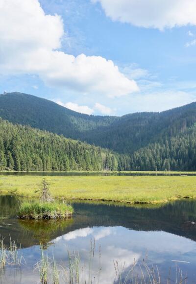 Blick vom Nordufer zur großen schwimmenden Insel und Großer Arber