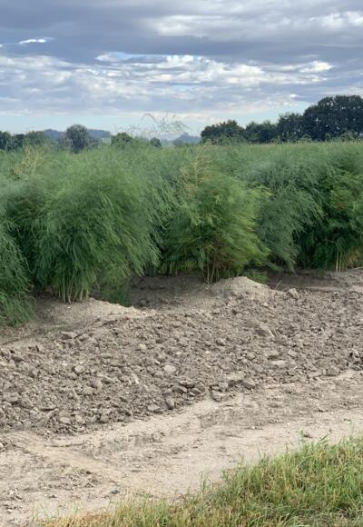 Spargelfelder bei Hohenwart