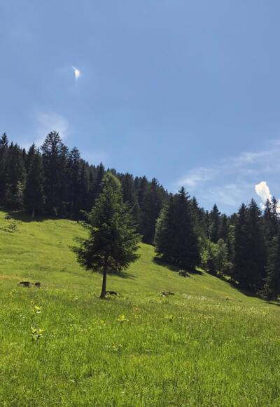 Über Wiesenweg Richtung Ludescherberg