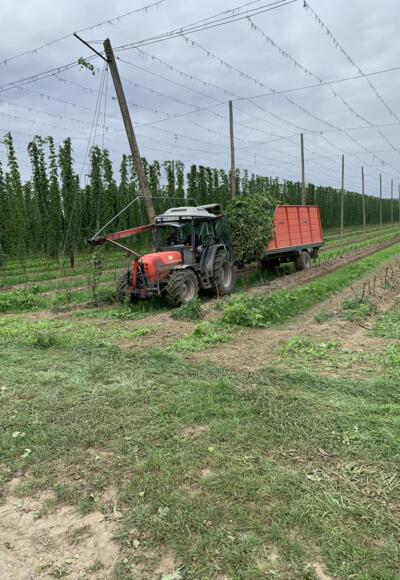 Hopfenernte bei Königsfeld