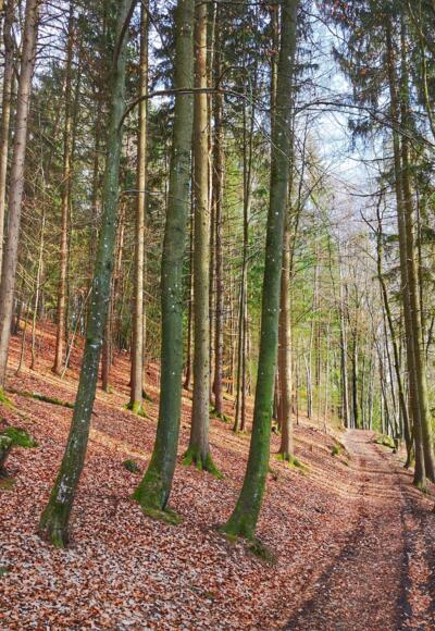 Weg durch den Wald