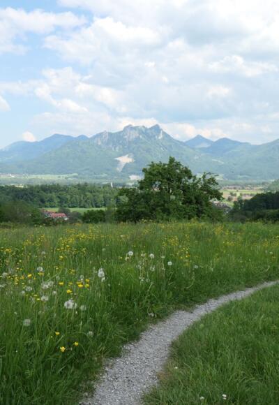 Blick auf das Alpenpanorama