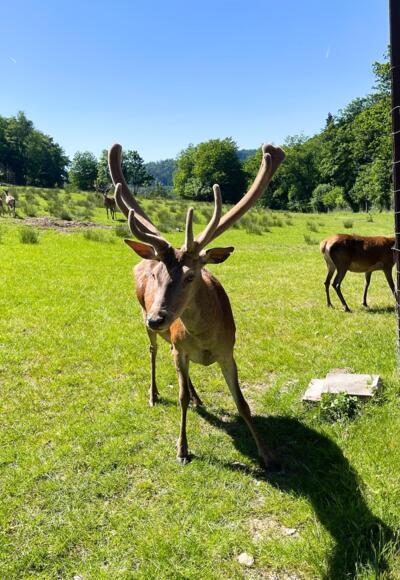 Wildgehege in Eschau