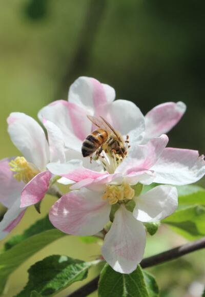 Biene an der Blüte