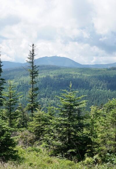 Schöne Sicht zum Gr. Arber weiter oben