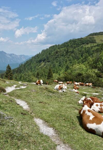 Eggenalm mit Blick zur Hörndlwand