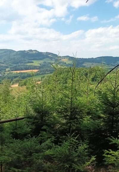 Blick zum Gallner über Weingarten