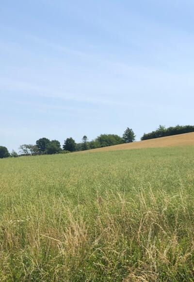 Bucher Hufeisen