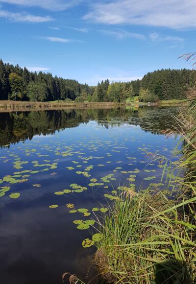 Faulensee